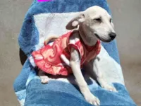 Cachorro raça SRD-ViraLata idade 2 a 6 meses nome Claudinha 