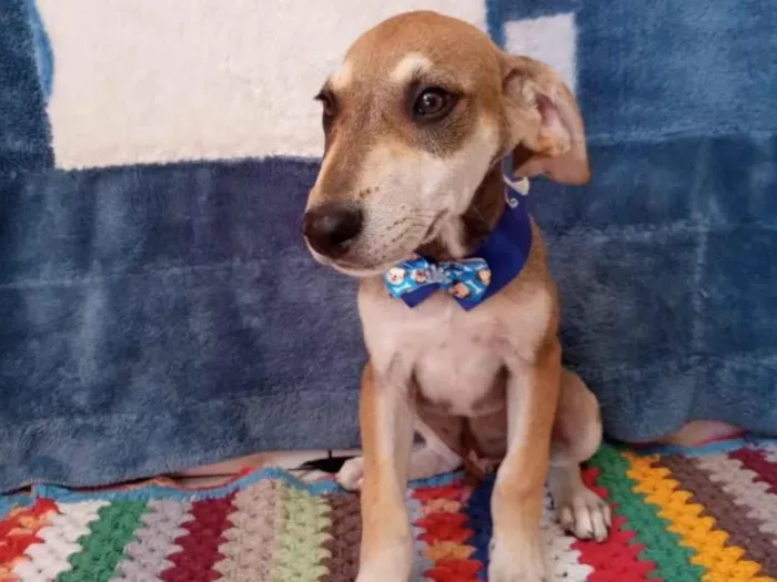 Cachorro raça SRD-ViraLata idade 2 a 6 meses nome Rogerinho