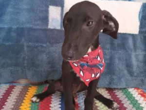 Cachorro raça SRD-ViraLata idade 2 a 6 meses nome Marcelinho