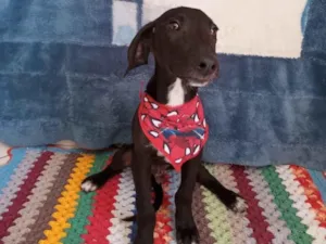 Cachorro raça SRD-ViraLata idade 2 a 6 meses nome Chocolate