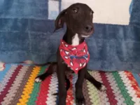 Cachorro raça SRD-ViraLata idade 2 a 6 meses nome Chocolate