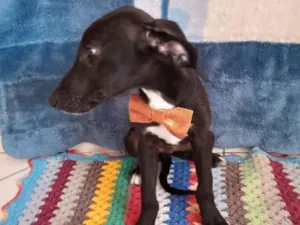 Cachorro raça SRD-ViraLata idade 2 a 6 meses nome Oswaldinho