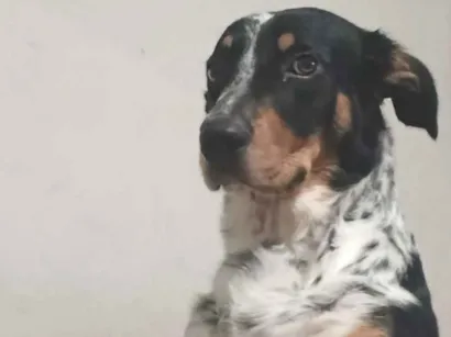 Cachorro raça SRD-ViraLata idade 2 a 6 meses nome Snow