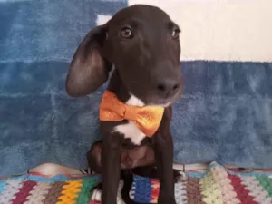 Cachorro raça SRD-ViraLata idade 2 a 6 meses nome André