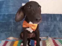 Cachorro raça SRD-ViraLata idade 2 a 6 meses nome André