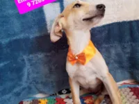 Cachorro raça SRD-ViraLata idade 2 a 6 meses nome Maria Joaquina