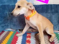 Cachorro raça SRD-ViraLata idade 2 a 6 meses nome Gigi