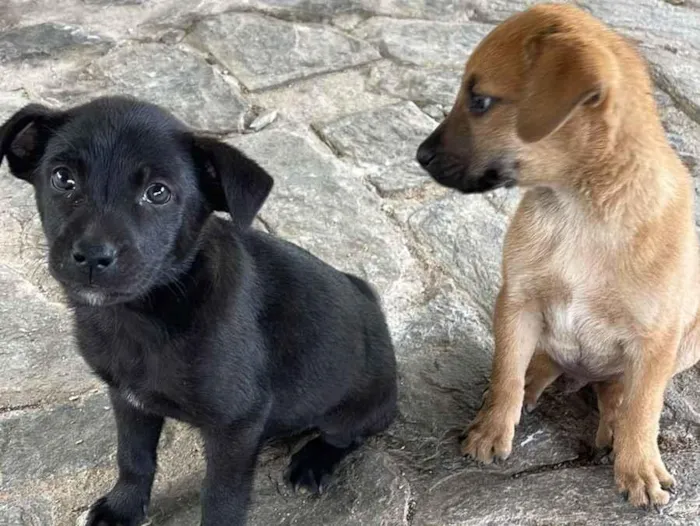 Cachorro raça SRD-ViraLata idade Abaixo de 2 meses nome Doce de Leite e Cafezinha