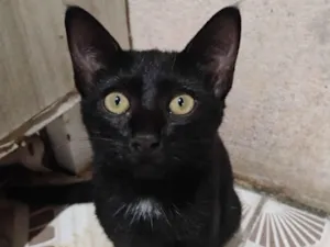 Gato raça SRD-ViraLata idade 2 a 6 meses nome Pandora 