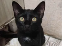 Gato raça SRD-ViraLata idade 2 a 6 meses nome Pandora 