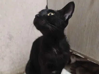 Gato raça SRD-ViraLata idade 7 a 11 meses nome Brisa