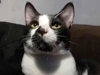 Gato raça SRD-ViraLata idade 1 ano nome Pedrinho 