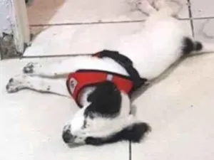 Cachorro raça SRD-ViraLata idade 2 a 6 meses nome Rookie