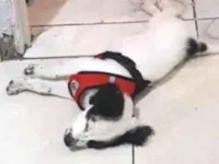 Cachorro raça SRD-ViraLata idade 2 a 6 meses nome Rookie