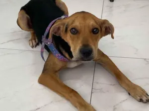 Cachorro raça SRD-ViraLata idade 2 a 6 meses nome SEM NOME 