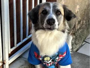 Cachorro raça SRD-ViraLata idade 4 anos nome Max 