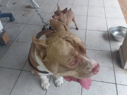 Cachorro raça Pit-Bull idade 2 a 6 meses nome João