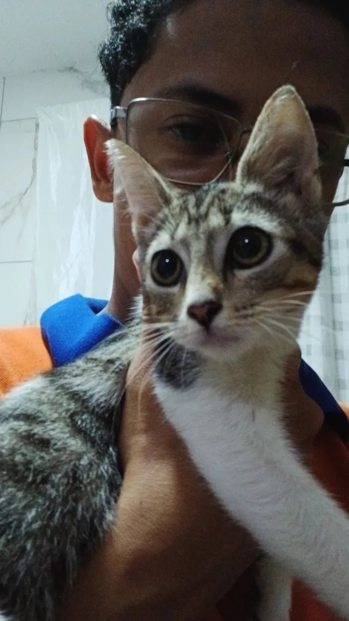 Gato raça SRD-ViraLata idade Abaixo de 2 meses nome Merlyn