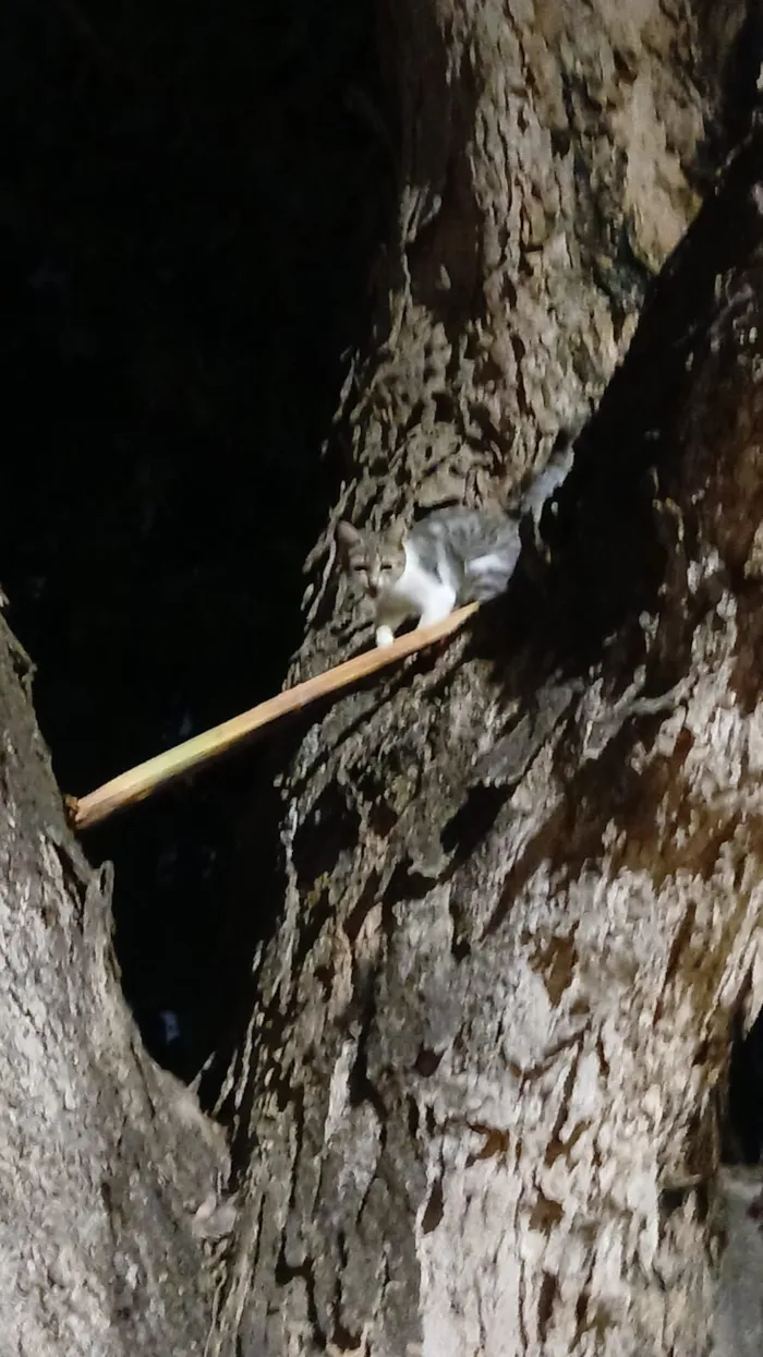 Gato raça SRD-ViraLata idade Abaixo de 2 meses nome Merlyn