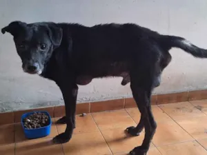 Cachorro raça SRD-ViraLata idade 6 ou mais anos nome bob