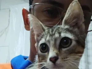 Gato raça SRD-ViraLata idade Abaixo de 2 meses nome Merlyn