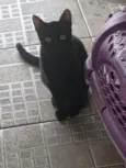 Gato raça SRD-ViraLata idade 2 a 6 meses nome Black 