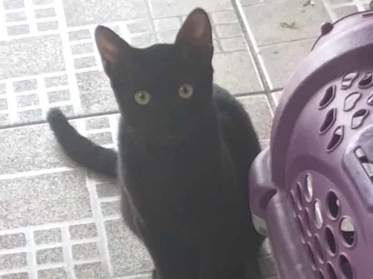 Gato raça SRD-ViraLata idade 2 a 6 meses nome Black 