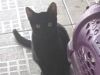Gato raça SRD-ViraLata idade 2 a 6 meses nome Black 