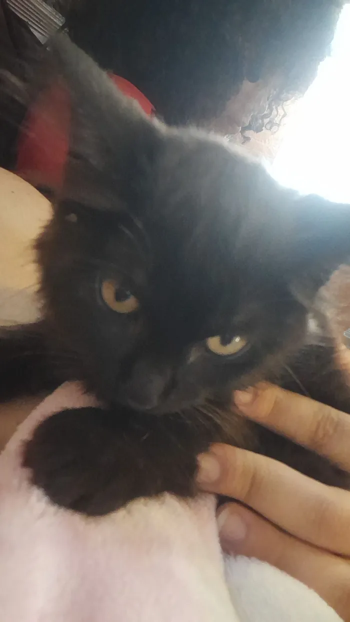 Cachorro raça SRD-ViraLata idade 2 a 6 meses nome Ainda não tem 