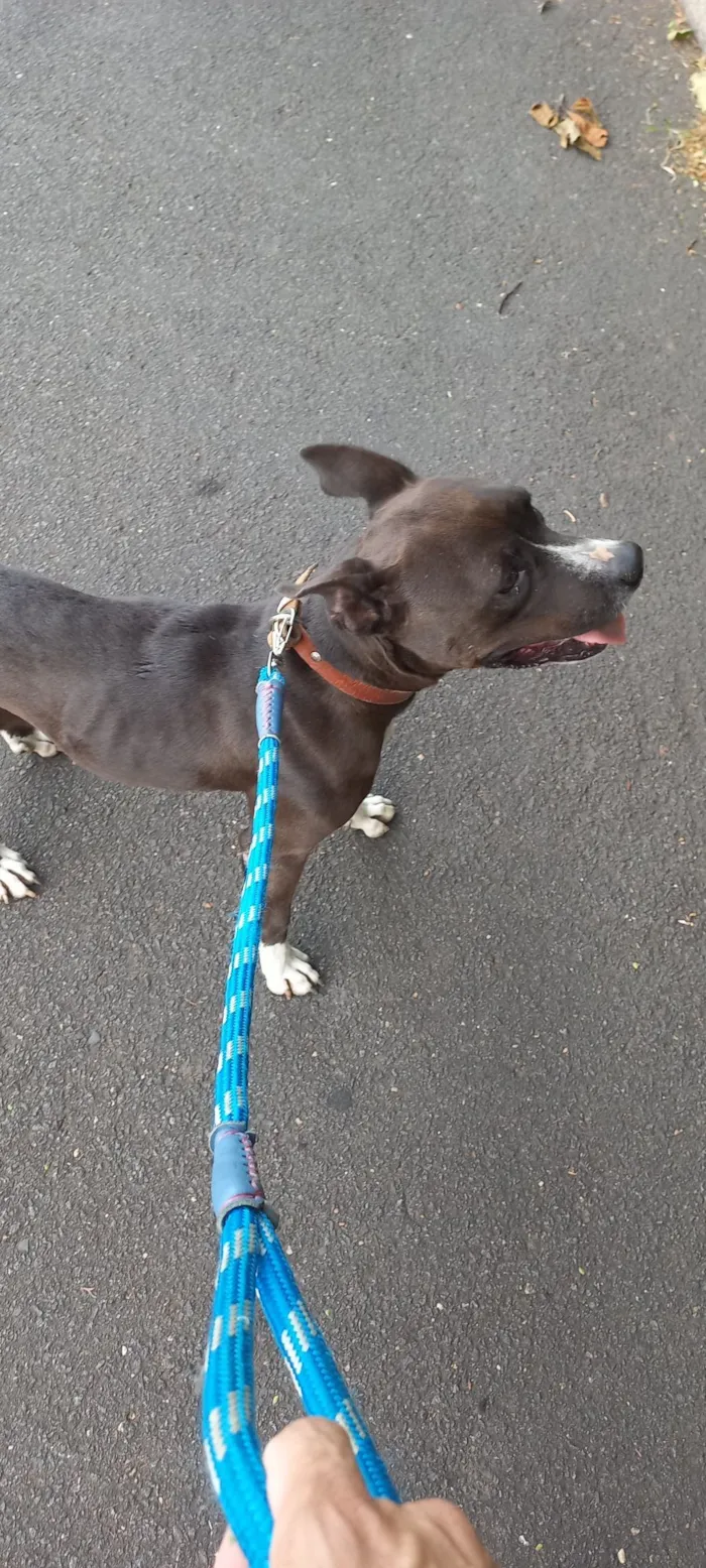 Cachorro raça Pit-Bull idade 6 ou mais anos nome Pitoca