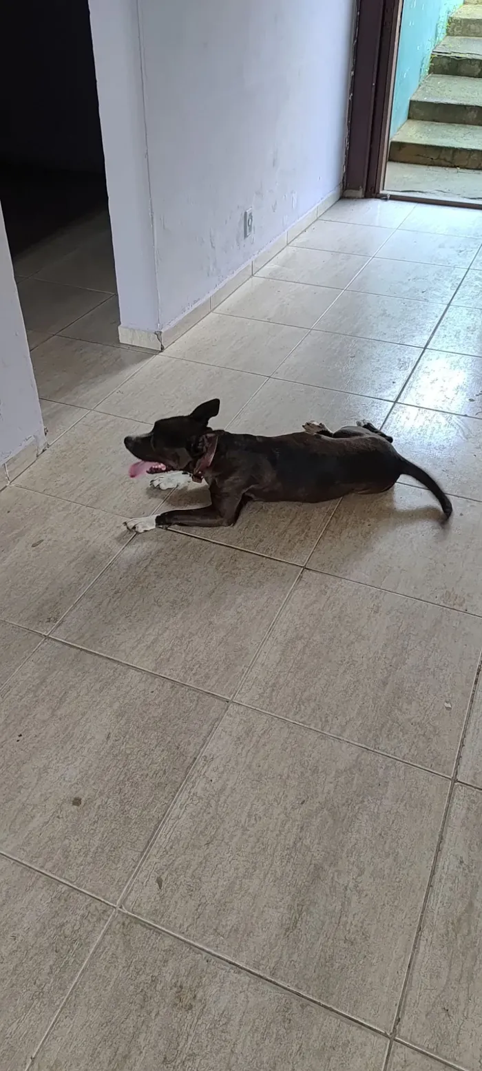 Cachorro raça Pit-Bull idade 6 ou mais anos nome Pitoca