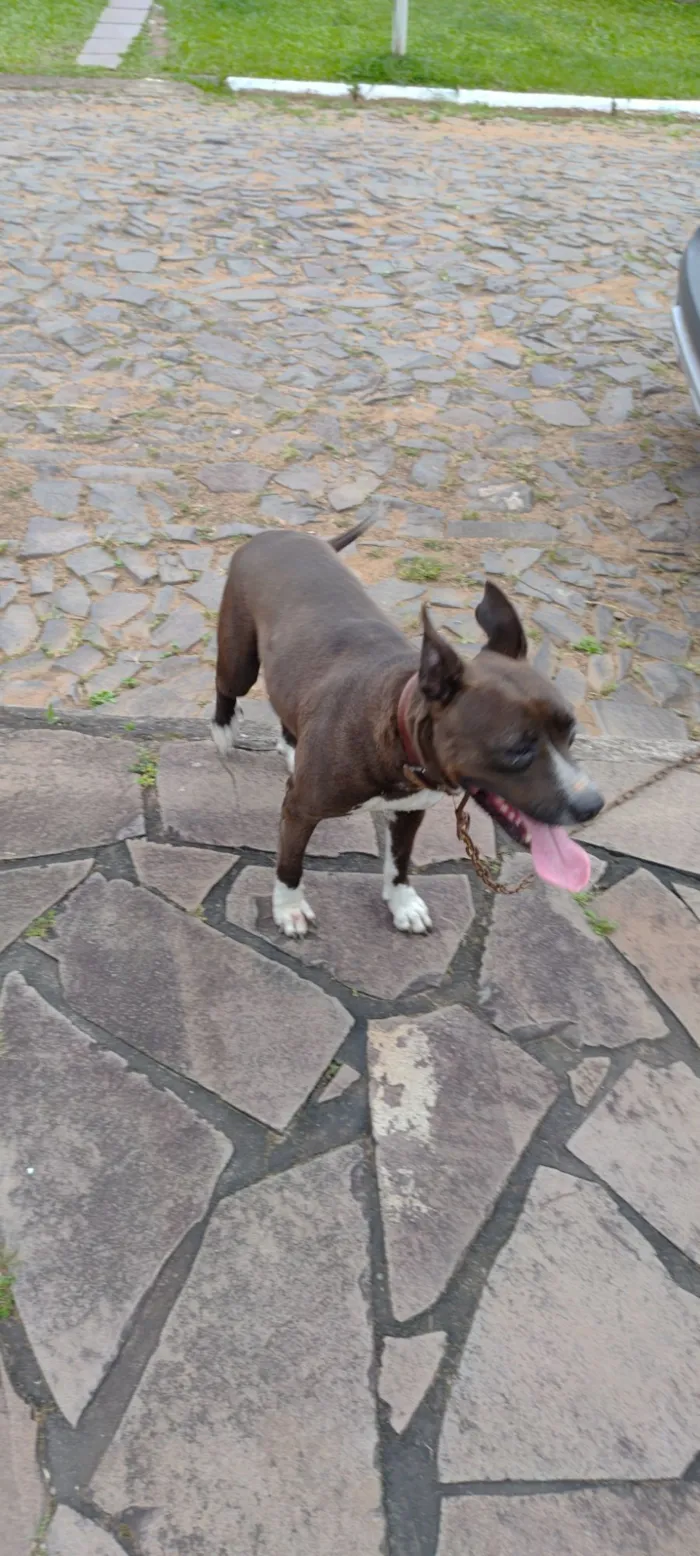 Cachorro raça Pit-Bull idade 6 ou mais anos nome Pitoca