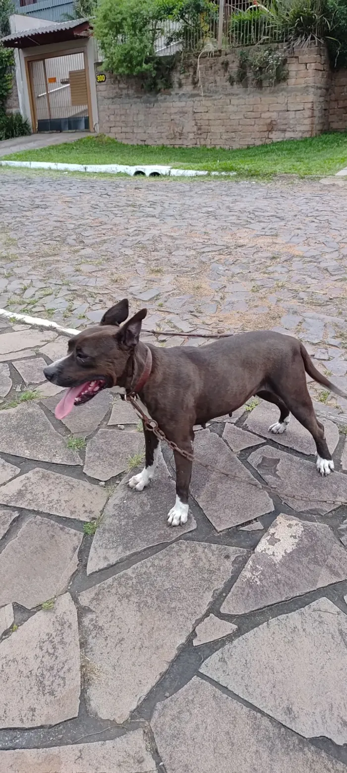 Cachorro raça Pit-Bull idade 6 ou mais anos nome Pitoca