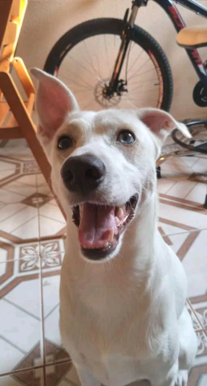 Cachorro raça SRD-ViraLata idade 5 anos nome Mailon