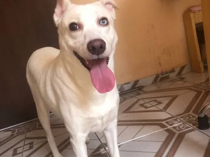 Cachorro raça SRD-ViraLata idade 5 anos nome Mailon