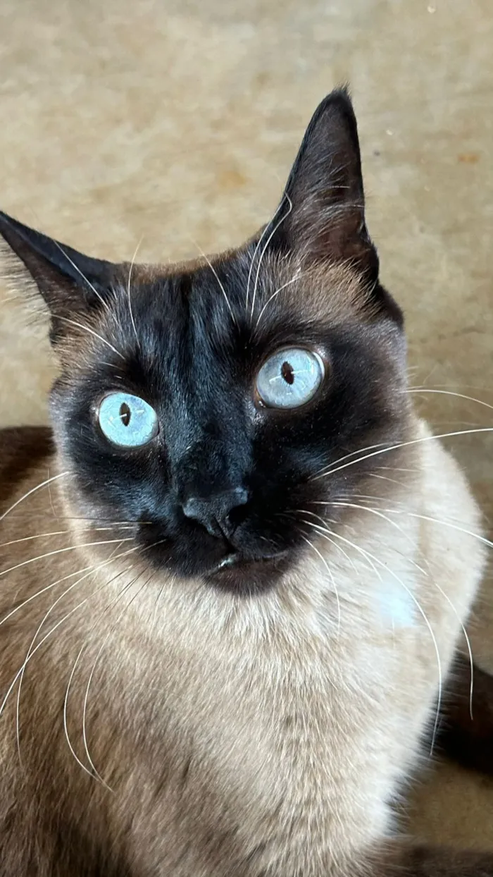 Gato raça SRD-ViraLata idade 5 anos nome Theo 