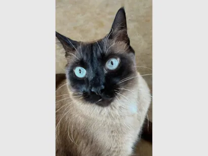 Gato raça SRD-ViraLata idade 5 anos nome Theo 