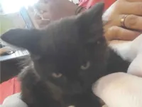 Cachorro raça SRD-ViraLata idade 2 a 6 meses nome Ainda não tem 