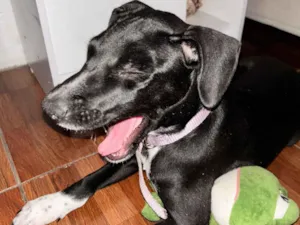 Cachorro raça Labrador idade 2 a 6 meses nome Lua