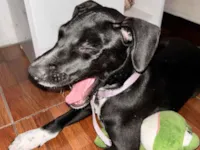 Cachorro raça Labrador idade 2 a 6 meses nome Lua