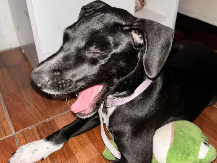 Cachorro raça Labrador idade 2 a 6 meses nome Lua