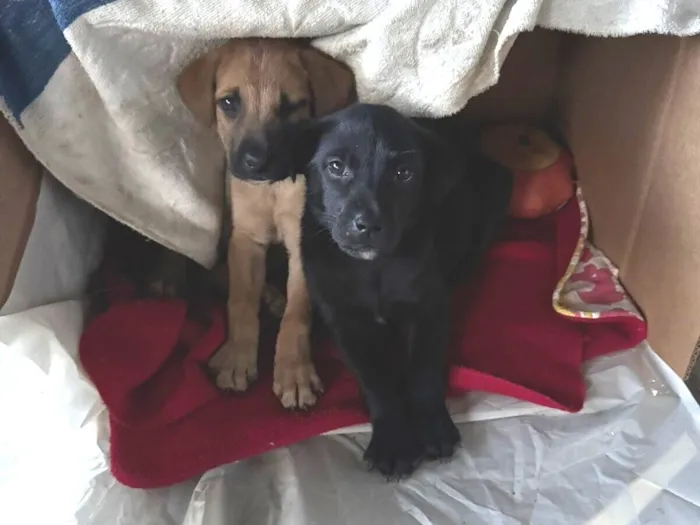 Cachorro raça SRD-ViraLata idade Abaixo de 2 meses nome Doce de Leite e Cafezinha