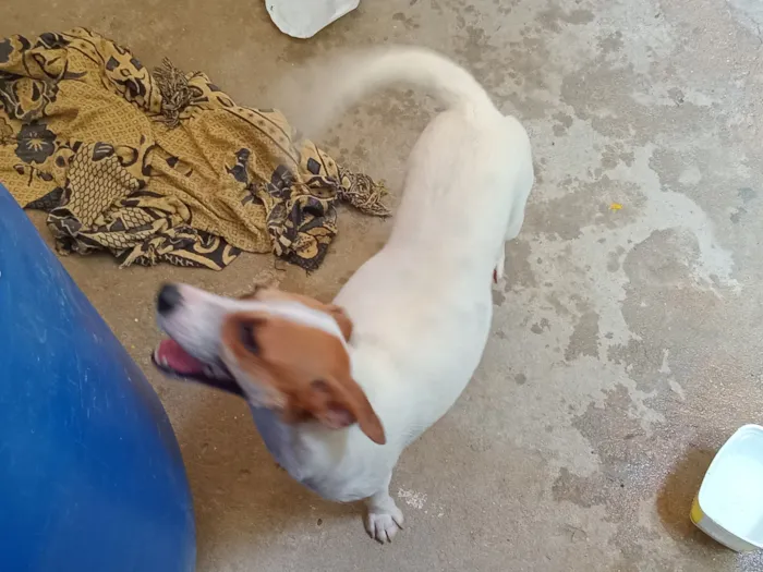 Cachorro raça SRD-ViraLata idade 1 ano nome Sandy