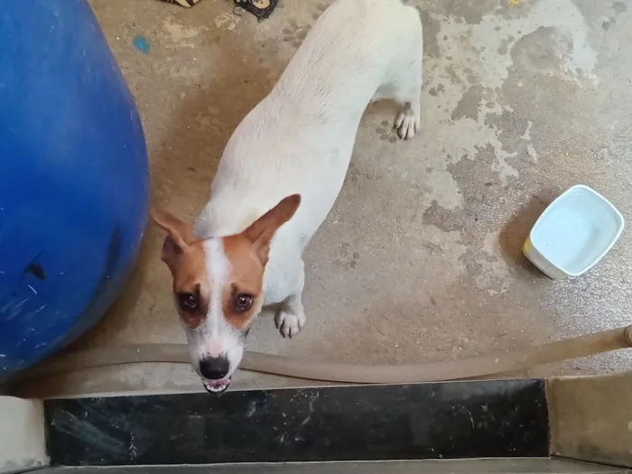 Cachorro raça SRD-ViraLata idade 1 ano nome Sandy