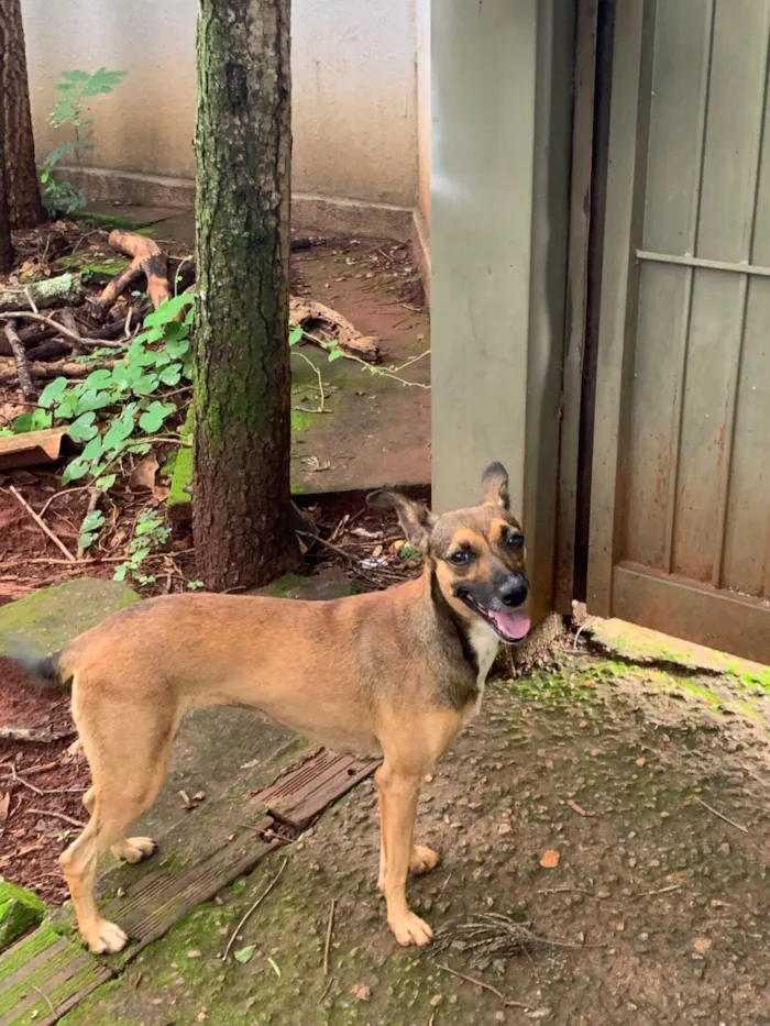 Cachorro raça SRD-ViraLata idade 2 anos nome Mel