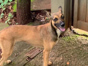 Cachorro raça SRD-ViraLata idade 2 anos nome Mel