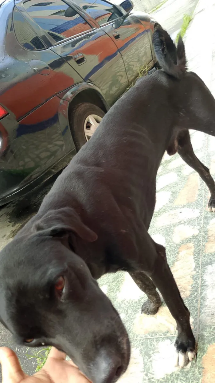 Cachorro raça SRD-ViraLata idade 1 ano nome Pretinho
