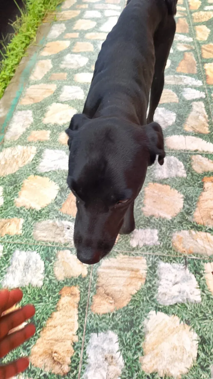 Cachorro raça SRD-ViraLata idade 1 ano nome Pretinho