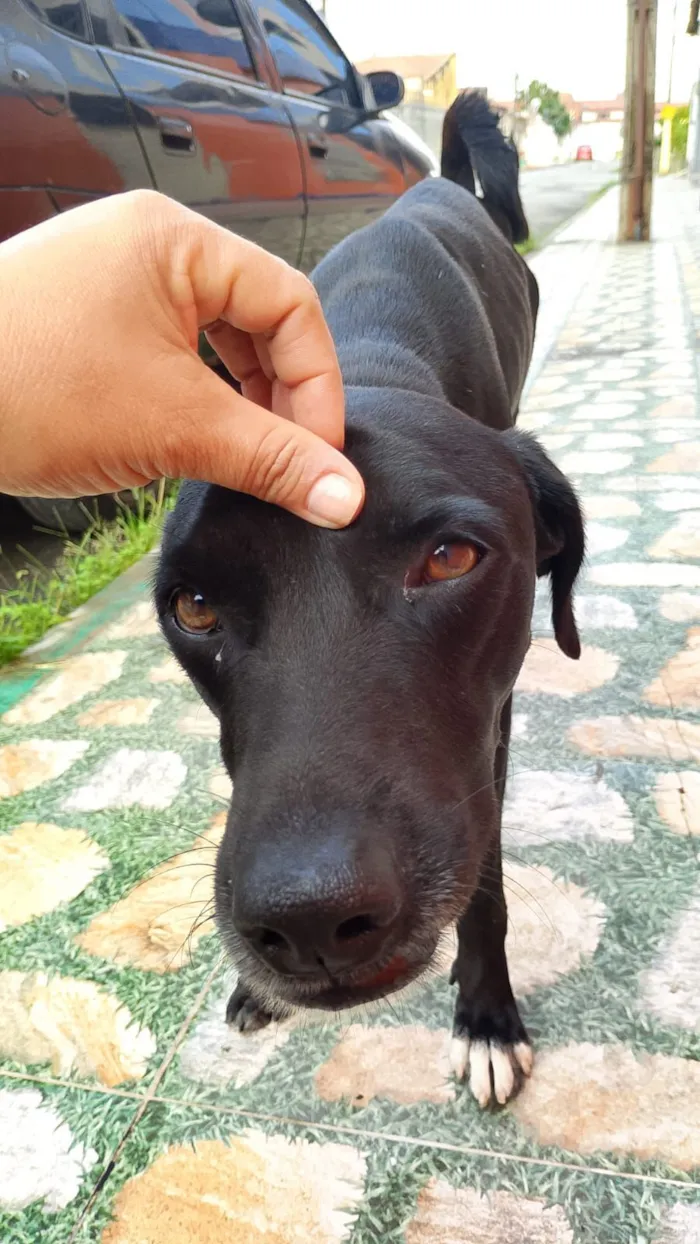 Cachorro raça SRD-ViraLata idade 1 ano nome Pretinho