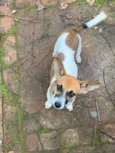 Cachorro raça SRD-ViraLata idade 2 a 6 meses nome Nina